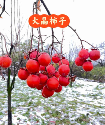 云南云南火罐柿子苗火晶柿树苗南北方果树苗细软多汁树苗当年结果