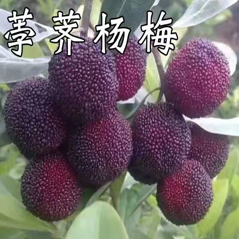 【早熟杨梅 】荸荠杨梅树苗地栽南北方庭院盆栽种植苗嫁接特大果