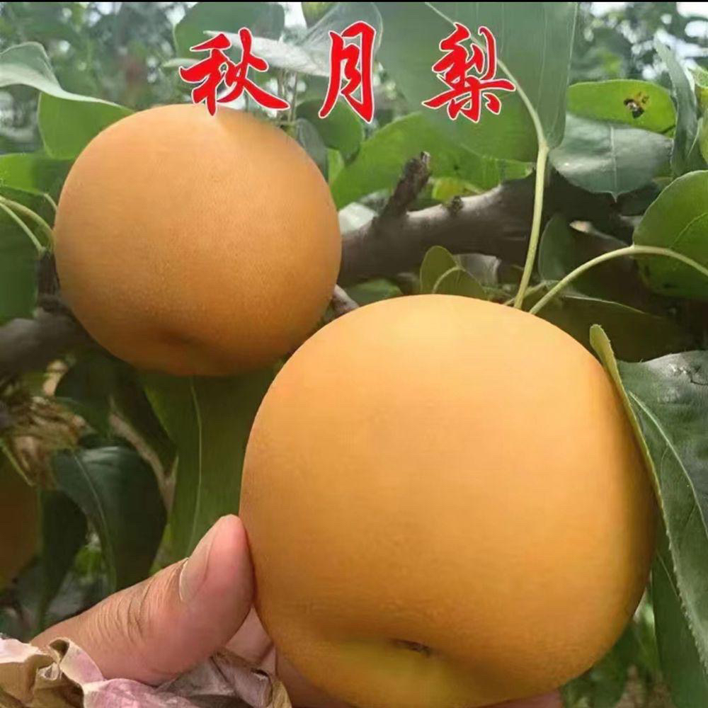 云南秋月梨树苗嫁接晚熟南北方庭院地栽种植盆栽果树果苗当年结果