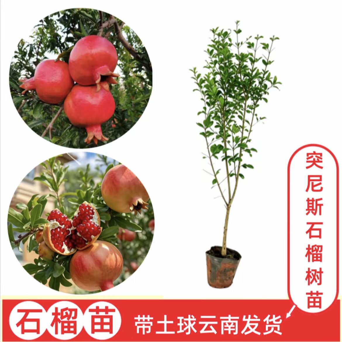 【突尼斯软籽石榴】云南石榴树苗盆栽地栽南北方果树苗带土球发货