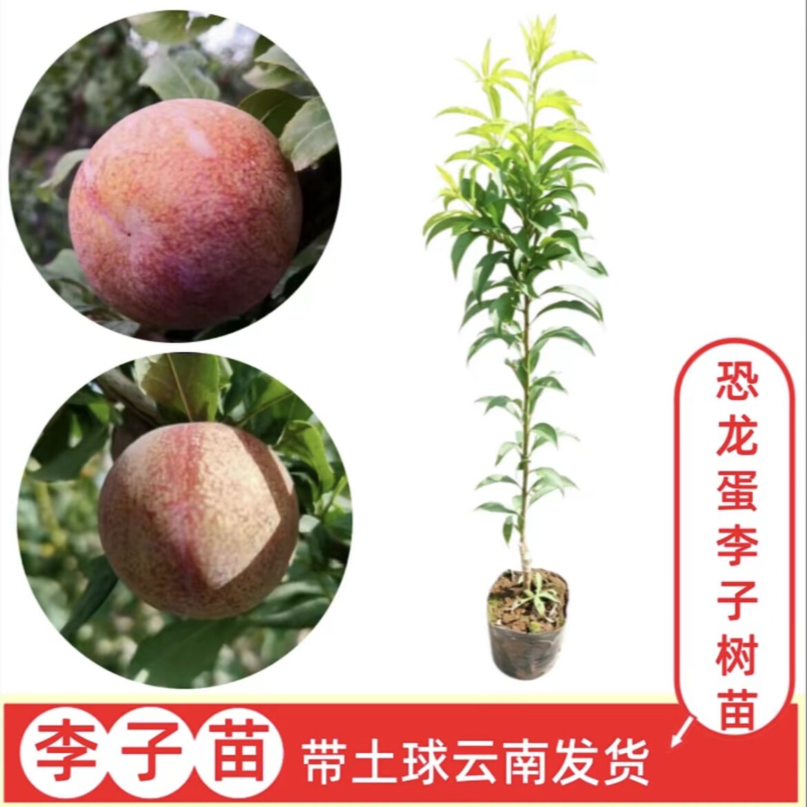 【恐龙蛋李子】云南嫁接李子树苗  盆栽地栽果树苗  带土球发货
