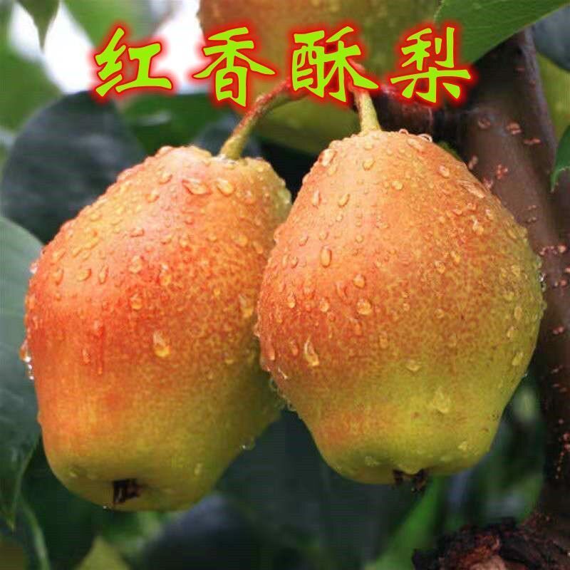 梨树树苗南北方种植带土带叶嫁接高产大果云南红梨桂花梨果苗果树