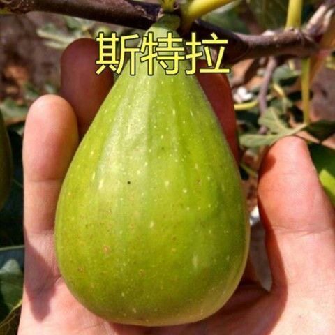 斯特拉无花果树苗盆栽庭院阳台南北方种特大当年结果抗寒盆栽地栽