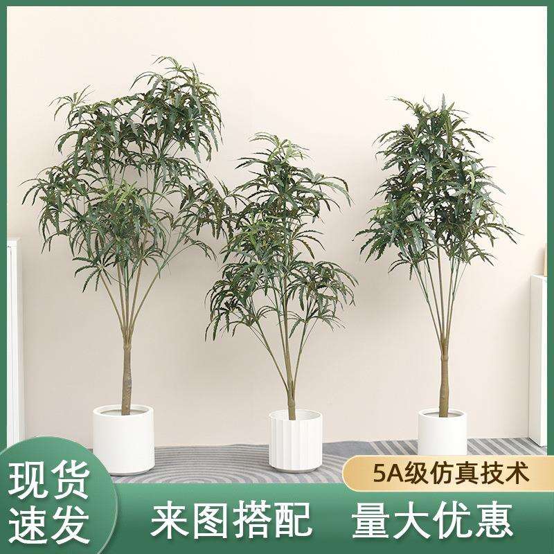 仿真孔雀木大型热带植物孔雀木假树仿生盆栽室内外装饰仿真绿植