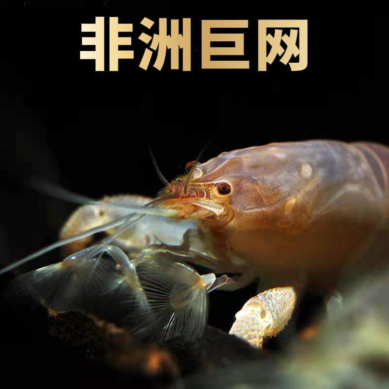 鱼官儿淡水非洲巨人网球虾木纹网球虾非洲巨网观赏虾除藻工具虾