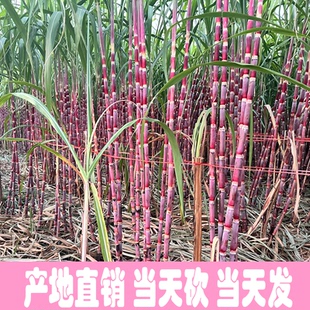 甘蔗新鲜中段红皮黑皮甘蔗多汁整根现砍青皮甜脆多汁贵州甘蔗批发