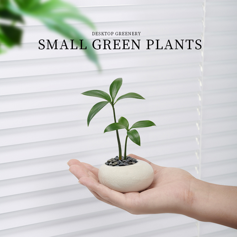 罗汉松迷你拇指盆栽室内小盆景墨西哥铁幸运草绿植客厅办公桌植物