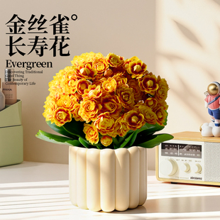 洛桑长寿花盆栽金丝雀重瓣大花室内桌面开花绿植阳台花卉植物四季