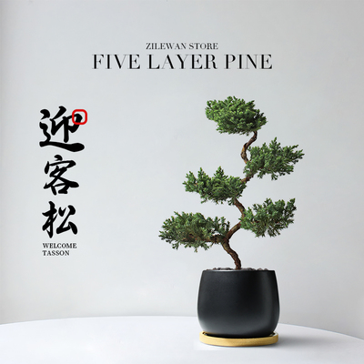 五层塔松客厅玄关迎客松绿植好养