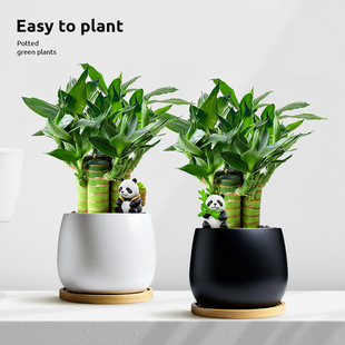 文昌竹4支金榜题名富贵竹室内小盆栽高考书桌绿植办公室净化空气