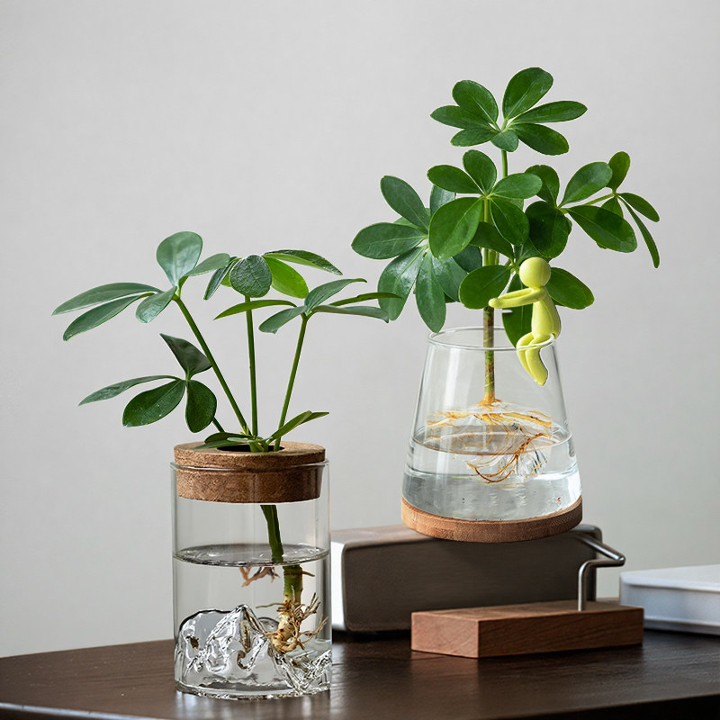 水培鸭脚木室内桌面懒人绿植盆栽
