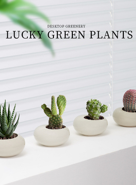 红太阳仙人球迷你小盆栽仙人掌玉露多肉植物办公室内桌面好养绿植