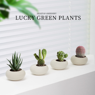 红太阳仙人球迷你小盆栽仙人掌玉露多肉植物办公室内桌面好养绿植