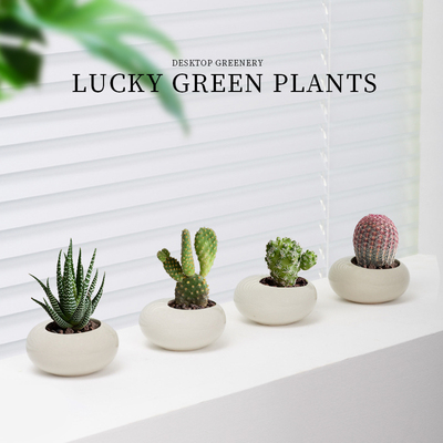 耐旱好养净化空气红太阳仙人球