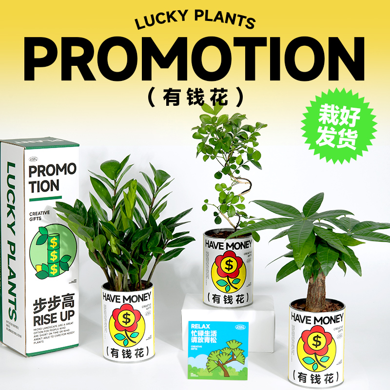 发财树招财花卉解压办公桌面客厅小盆栽情绪稳定治愈植物节日送礼