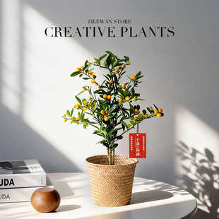 小金豆盆栽带果冬季耐寒植物绿植客厅办公室年宵花卉桌面果树盆景