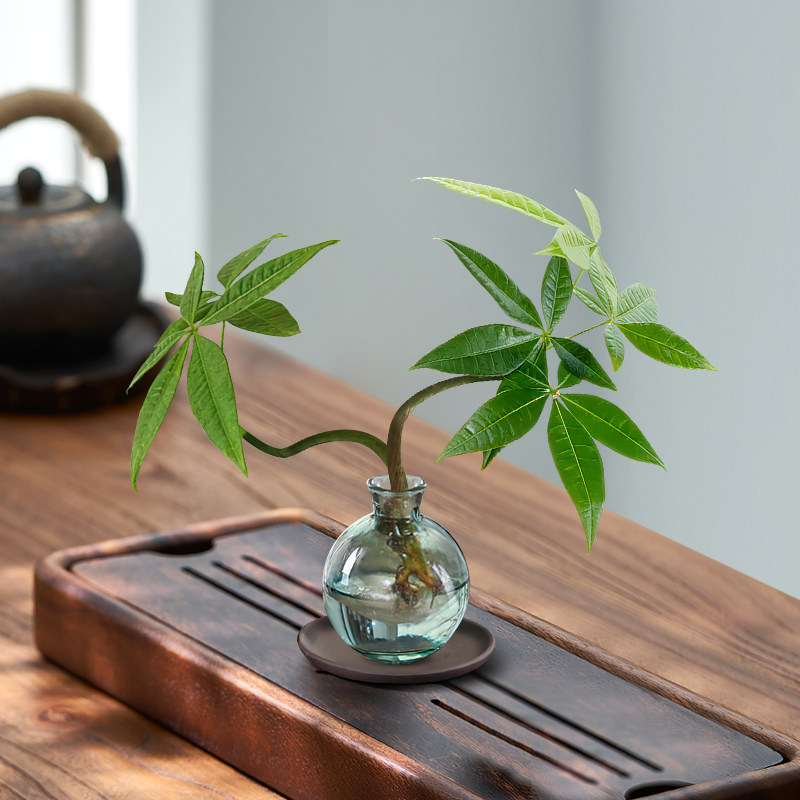 发财树水培植物室内客厅竹柏绿萝盆栽办公室桌面迷你绿植四季常青,鲜花速递/花卉仿真/绿植园艺,绿植,淘宝优惠券,粉丝福利购,淘宝优惠卷