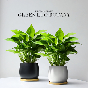 绿萝盆栽办公室桌面植物花卉室内客厅大盆观叶绿植懒人新手易养活