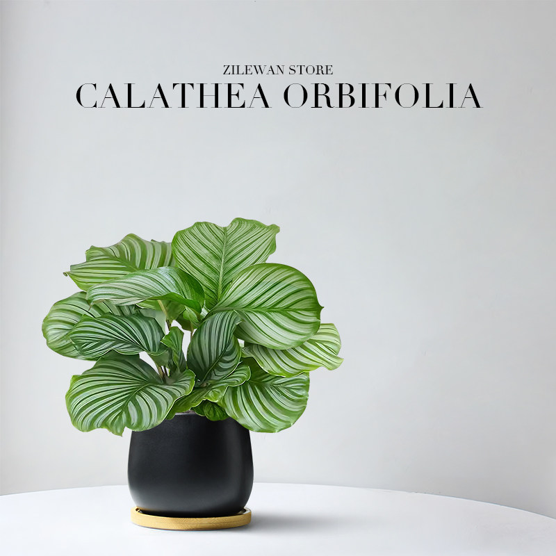 青苹果竹芋盆栽观叶植物四季常青北欧风客厅卧室好养绿植竹芋盆景