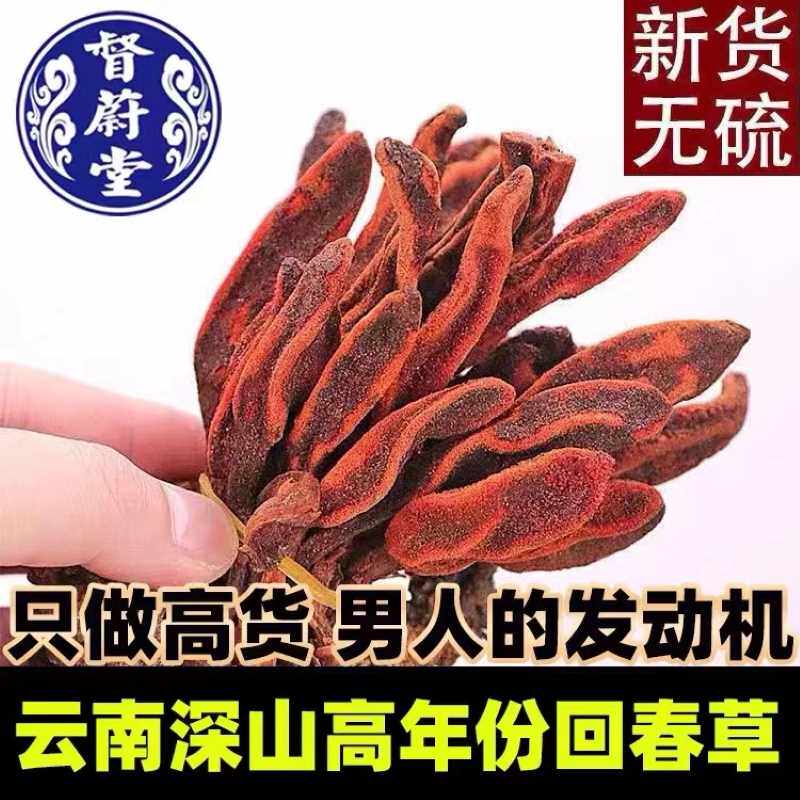 正品云南回春草旗舰店新鲜顶天柱泡酒正宗不老草泡茶泡水新鲜