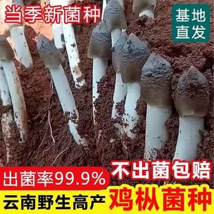食用鸡枞菌原种菌种包高产菌伞把菇三塔菌鸡肉菌夏至菇四季种菌种