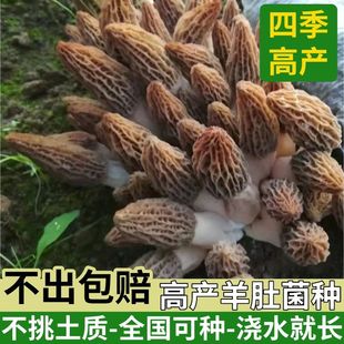 云南野生羊肚菌菌种菌包室内家庭种植高产羊肚蘑菌菇原种菌种家种