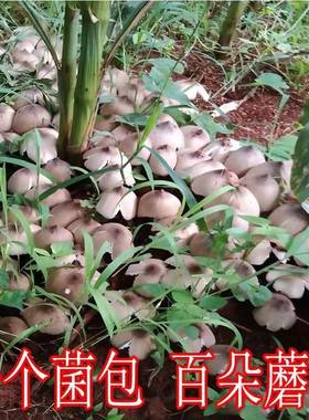 喷水就出菇不挑土壤送种植技术