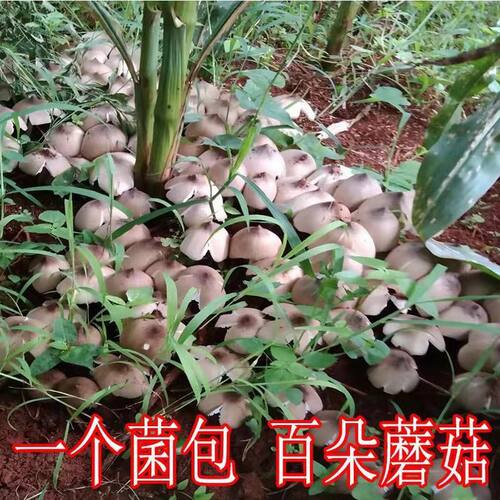 喷水就出菇不挑土壤送种植技术