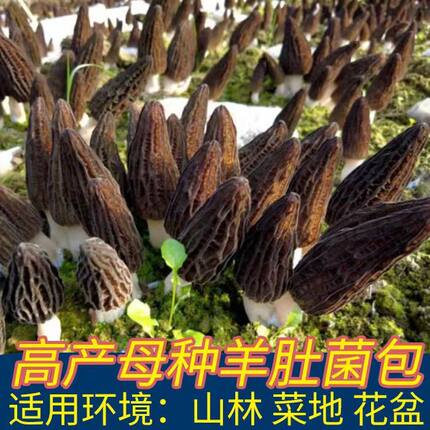 羊肚菌菌包不出包赔高产母种蘑菇菌种速产食用菌菌包阳台盆栽种植