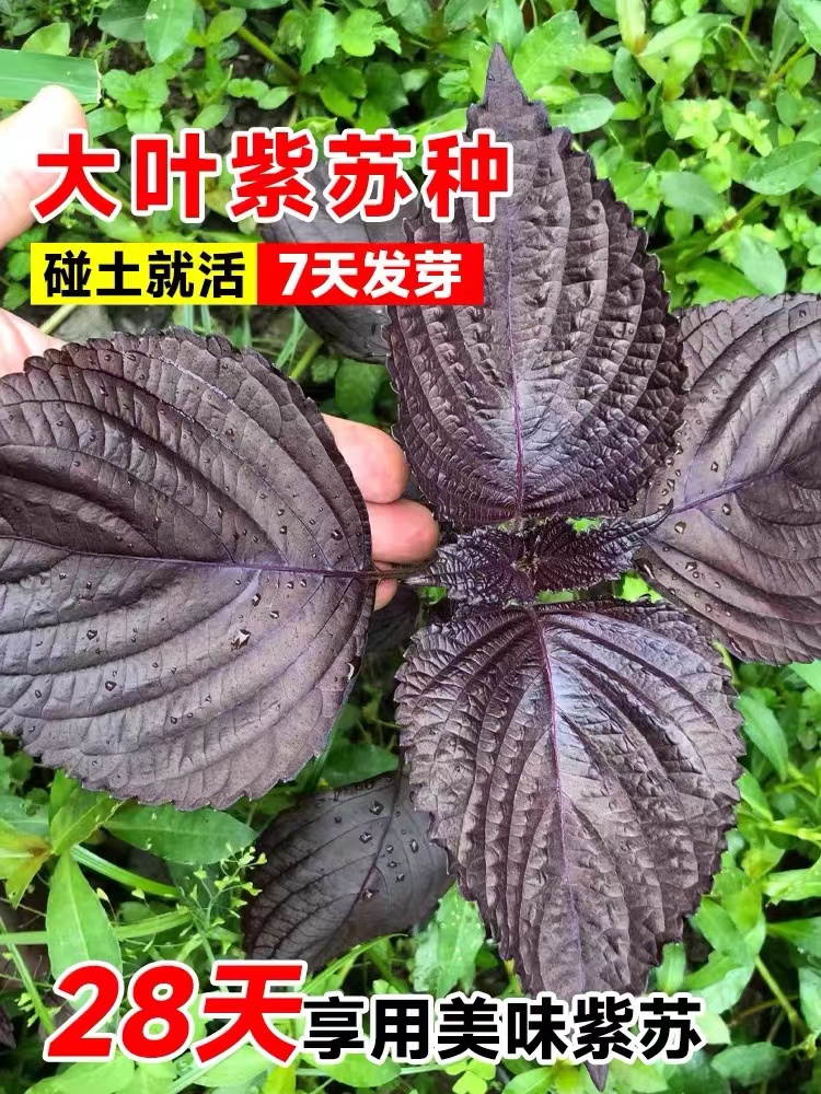 紫苏子紫苏种子紫苏叶种籽盆栽可食用种植苗四季籽种蔬菜孑苏子叶