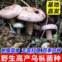 野生枞树菌种优质新鲜松树枞菌乌枞居家黄枞枞树黄碟种植松菌家种