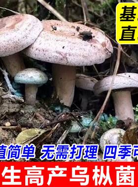 喷水就出菇不挑土壤送种植技术