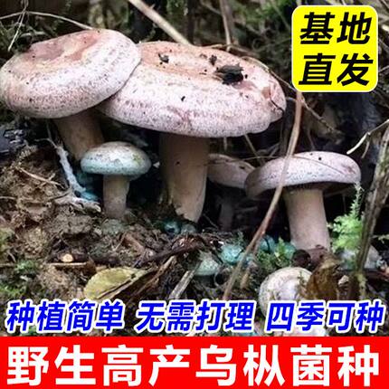 野生枞树菌种优质新鲜松树枞菌乌枞居家黄枞枞树黄碟种植松菌家种