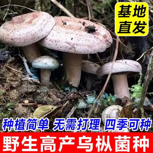 喷水就出菇不挑土壤送种植技术