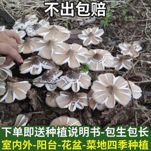 云南正宗鸡枞菌菌种种子居家培植高产人工三塔荔枝菌三塔菌南北种