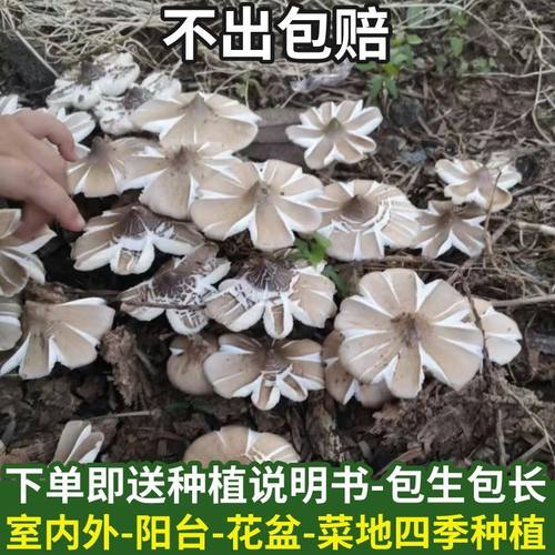 喷水就活，反复出菇，送种植技术