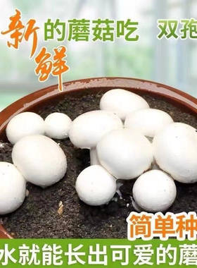 白蘑菇白姬菇菌种白玉菇白色香菇原种菌种四季可种植