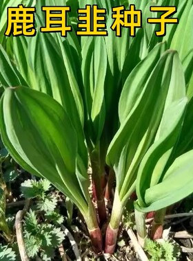 鹿耳韭种子耐寒寒葱种子新鲜鹿耳韭苗葱可食用现挖现发特色绿植