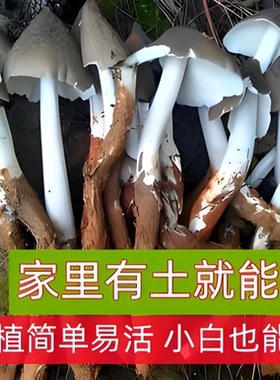 喷水就活，反复出菇，送种植技术