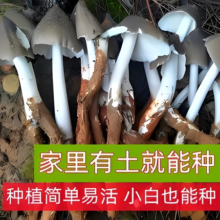 【吃不完】鸡枞菌种子高产云南特产食用菌人工种植菌种包阳台种植