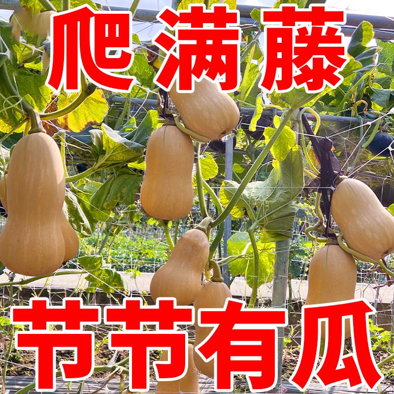 奶油南瓜四季种植高产
