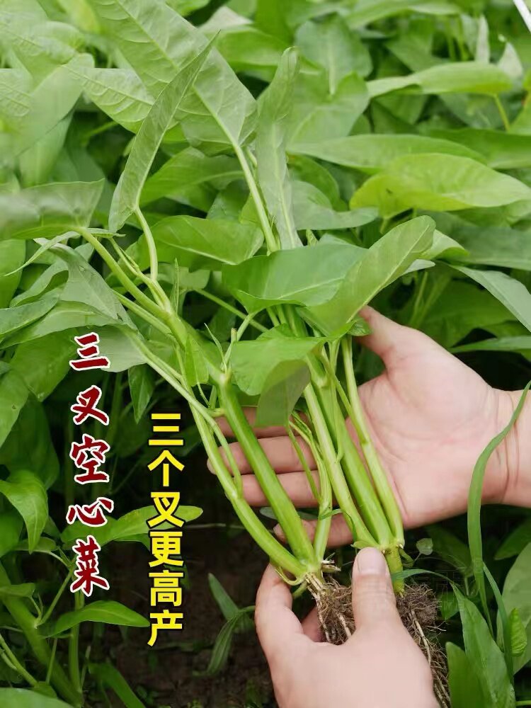 三叉菜空心菜种子种籽孑
