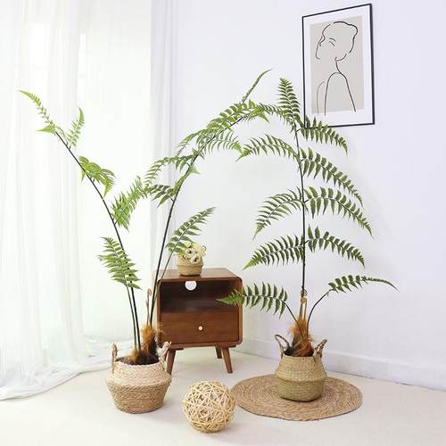 仿真绿植金猴蕨金星蕨商业空间造景装饰蕨类装饰假绿植