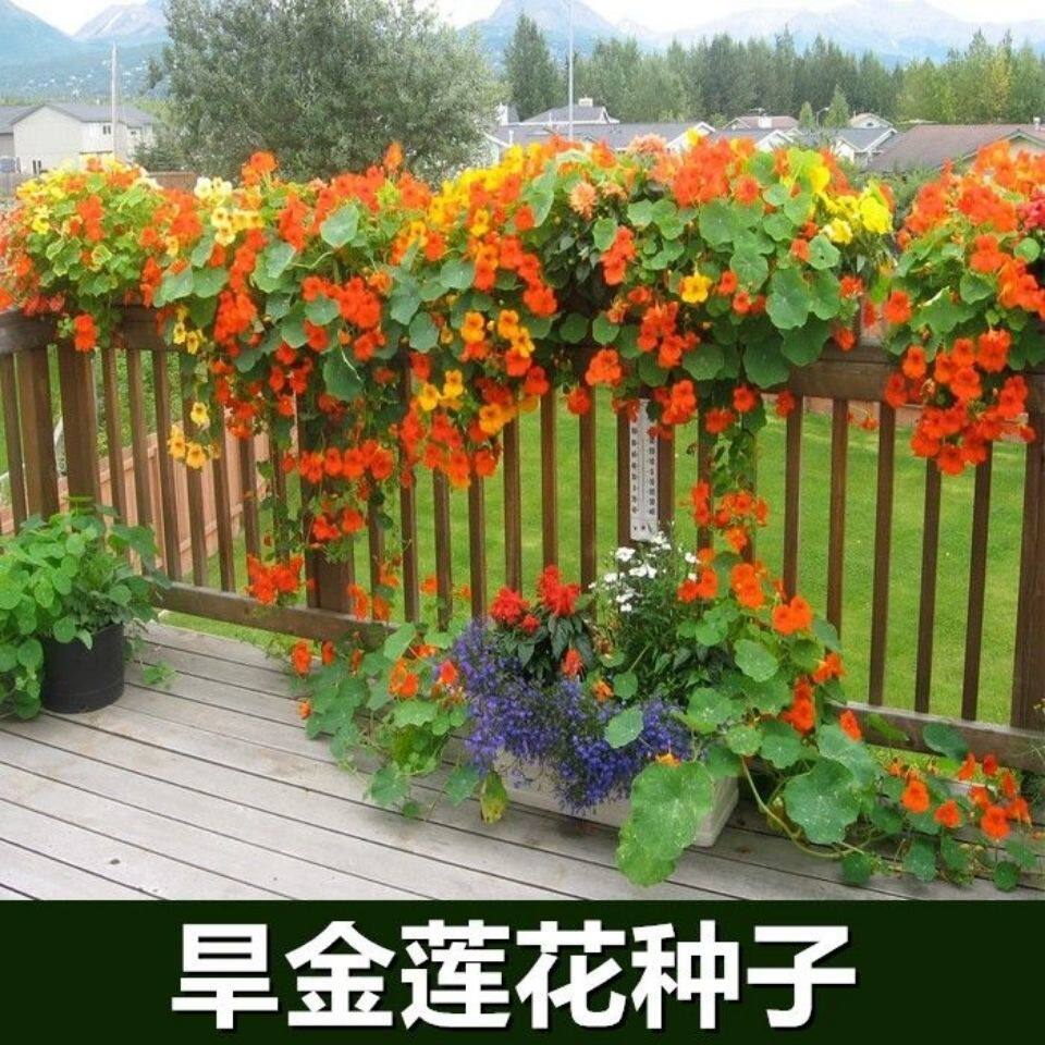 旱金莲种子 金莲花室内爬藤花易种阳台四季卉种子旱荷花花籽