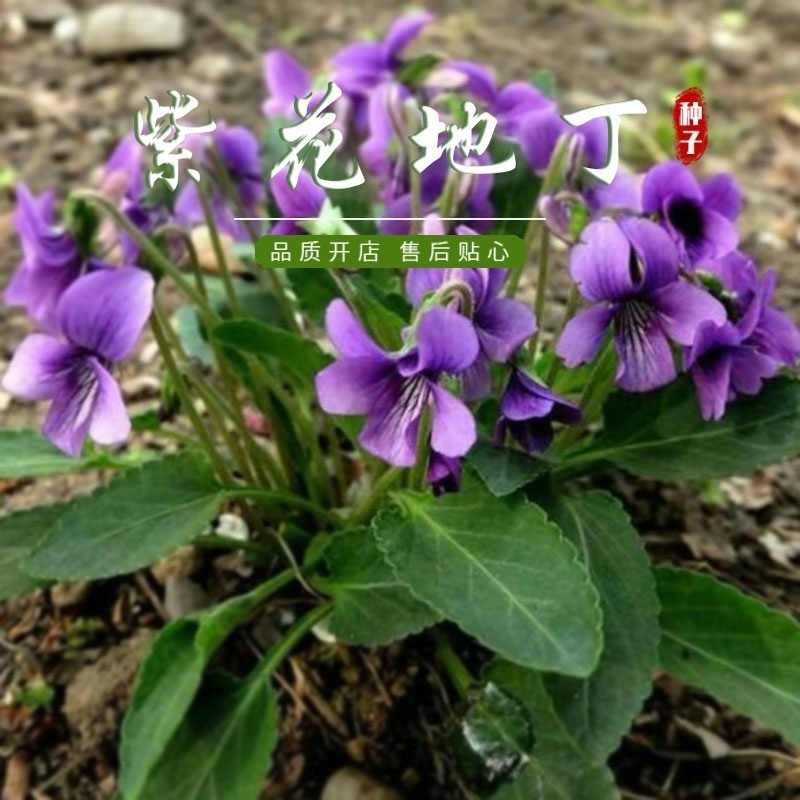 紫花地丁种子多年生花子野四季堇菜种籽花籽易活地被覆绿耐寒耐阴