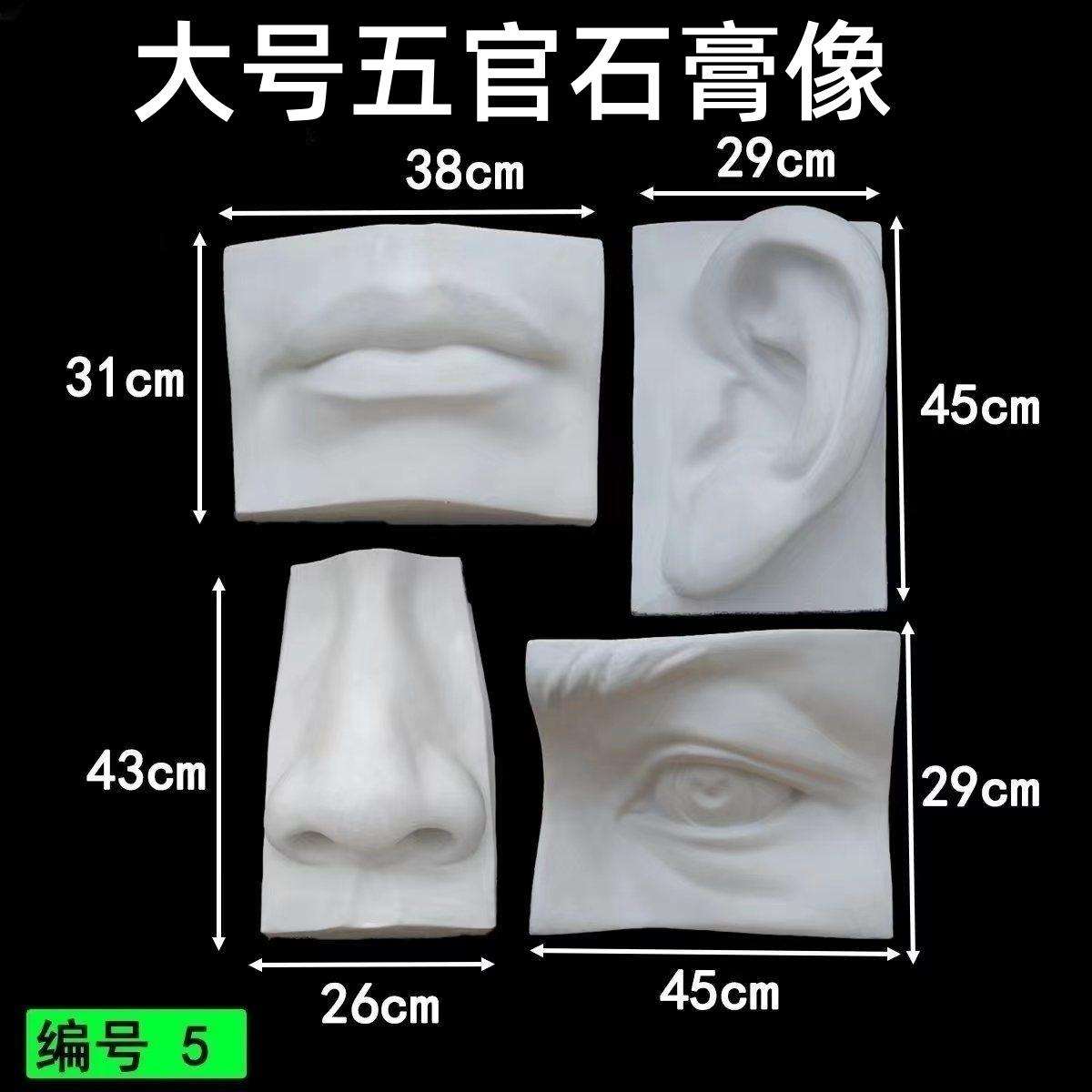 大号五官石膏像耳鼻嘴眼整套石膏教具美术摆件环创墙装饰石膏体