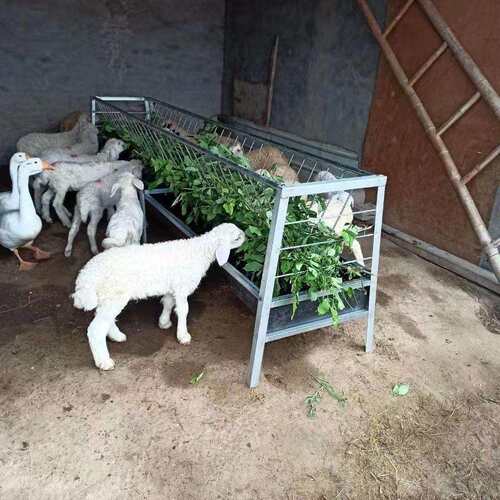 羊槽子喂羊食槽羊槽食槽吃草架子羊槽子胶皮输送双面羊槽家用