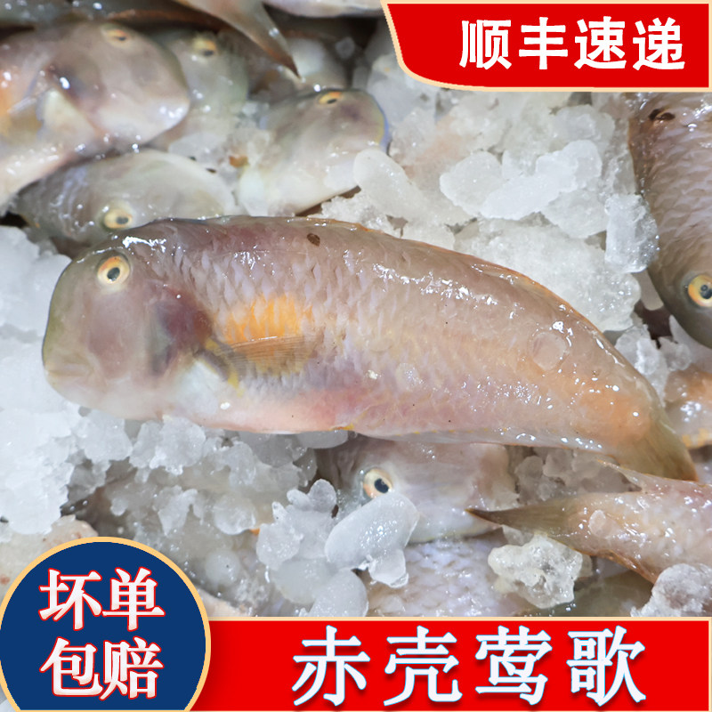 红莺歌鱼深海鱼冷冻海鲜水产鹦鹉鱼妹仔南鹦歌鱼马头鱼新鲜马面鱼图片