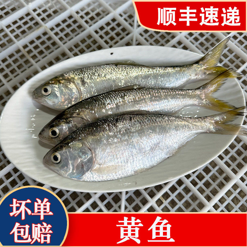 黄花鱼鲜活冷冻当天海捕海鲜水产生鲜海鱼类500g新鲜大黄鱼帮去肚