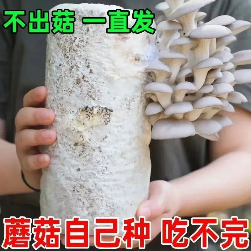 食用菌菇棒家庭自种小盆栽